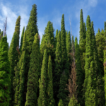 Cypress Trees